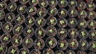 Rows Of Potted Seedlings And Young Plants In Greenhouse. Raw Video Record Stock Footage