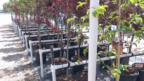 Rows of potted trees at outdoor nursery walkway Stock Footage 320175941