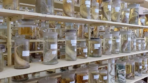 Rows of preserved ocean animals at a natural history museum Stock Footage 284707405