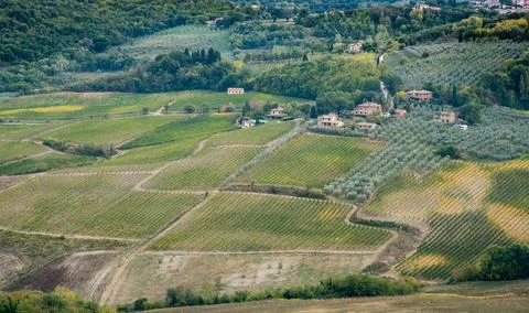 Rows of pruned bare grape vines early autumn with cottage houses in Tuscany area Фото