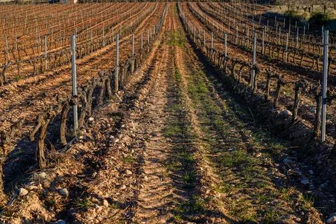 Rows of pruned vineyards in perspective during winter Photos