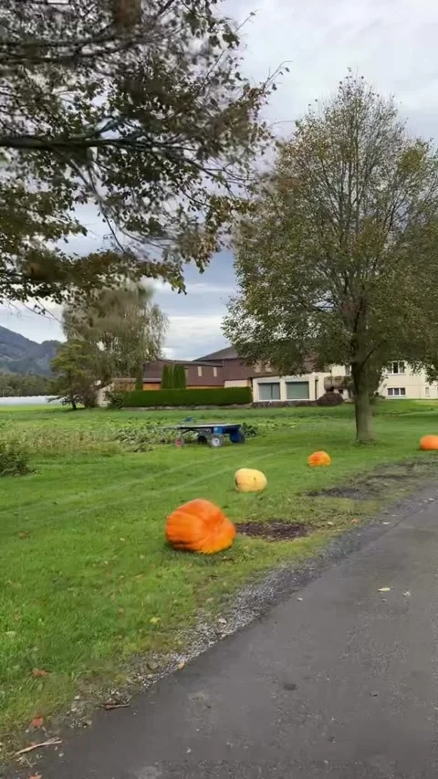 Rows of Pumpkins Along a Rural Roadside at a Farm Stock-Footage 339881496