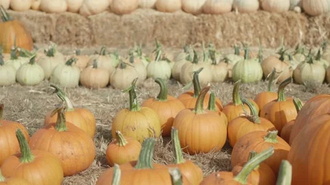 Rows of pumpkins and hay bales Stock Footage 139503028