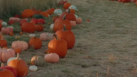 Rows of Pumpkins Beside a Straw Path in a Static Shot Stockbeeldmateriaal 347369835