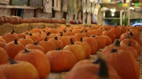 Rows of Pumpkins 库存影片 12285007