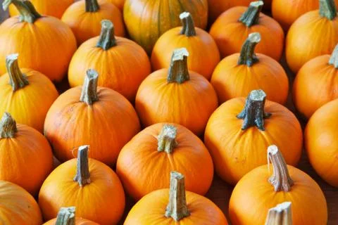 Rows of pumpkins Stock Photos