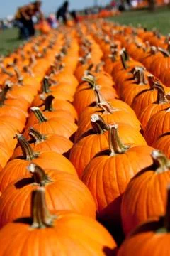 Rows of pumpkins at a pumpkin farm - close up Stock Photos