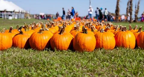 Rows of pumpkins at a pumpkin farm Stock Photos