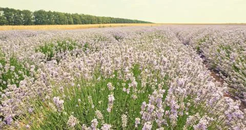Rows of purple flowers. Stock Photos