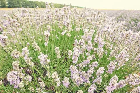 Rows of purple flowers. Stock Photos
