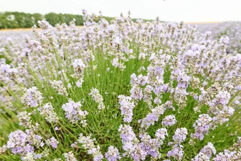 Rows of purple flowers. Stock Photos