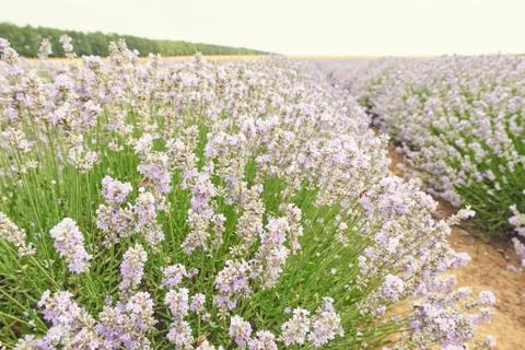 Rows of purple flowers. Stock Photos