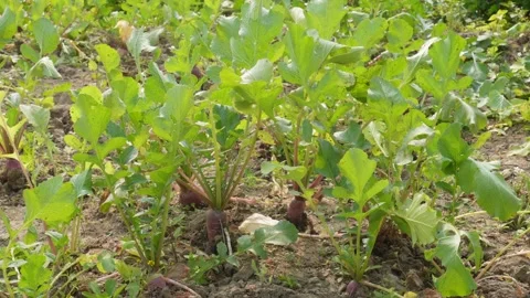 Rows of Radish Plants Stock Footage 332539750