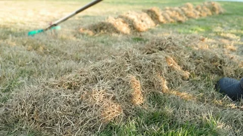 Rows of raked dry grass on lawn with fan rake close-up. Gathering thatch into Video stock 342736396