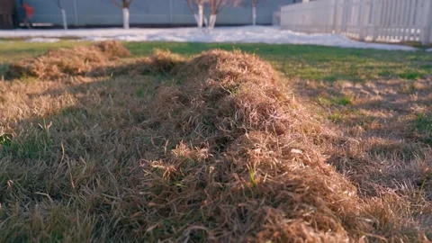 Rows of raked dry grass thatch on lawn after spring scarifying Stock Footage 341407006