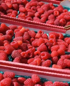 Rows of raspberries boxes Stock Photos
