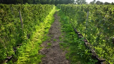 Rows of raspberry bushes growing on a trellis on fruit farm. Stock Footage 252385881