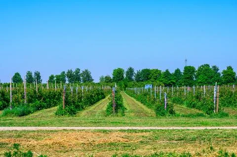 Rows of raspberry bushes in a lush green field under a clear blue sky Fotos Stock