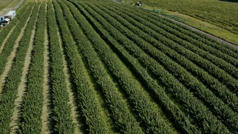 Rows of raspberry fruit crops aerial above agriculture harvest. Stock Footage 233604753