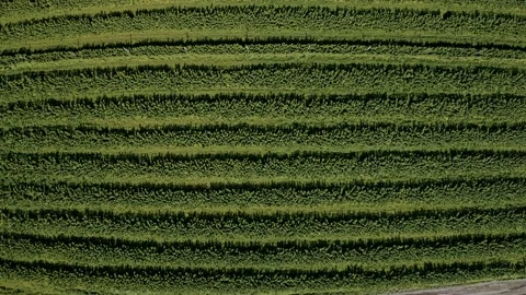 Rows of raspberry fruit crops aerial above agriculture harvest. Stock Footage 233604806