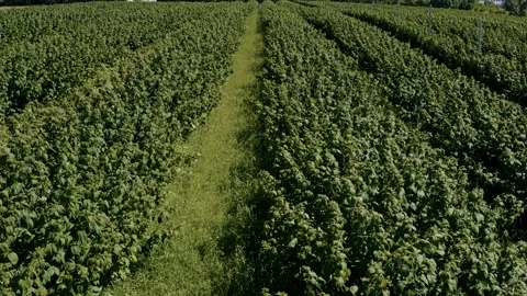 Rows of raspberry fruit crops aerial above agriculture harvest. Stock Footage 236683747