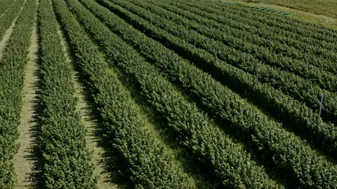 Rows of raspberry fruit crops aerial above agriculture harvest. Video stock 237098478