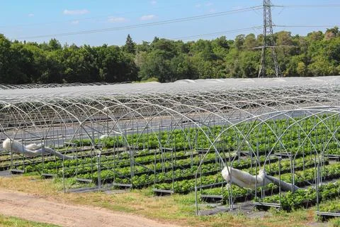 Rows of raspberry plants grow inside large metal polytunnel structures on a c 스톡 사진