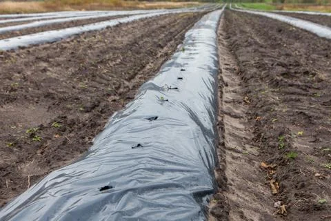 Rows of raspberry saplings planted on agriculture farm Stock Photos