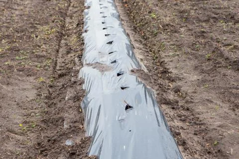 Rows of raspberry saplings planted on agriculture farm Stock Photos