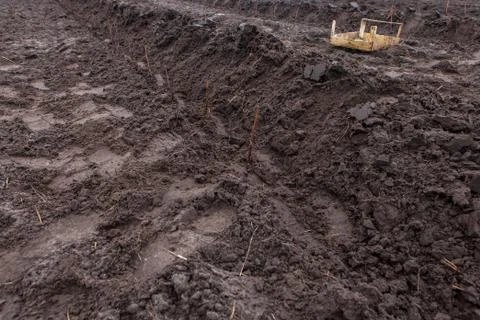 Rows of raspberry saplings planted on agriculture farm Stock Photos