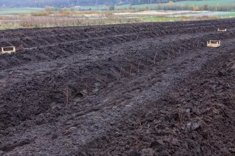 Rows of raspberry saplings planted on agriculture farm Foto stock