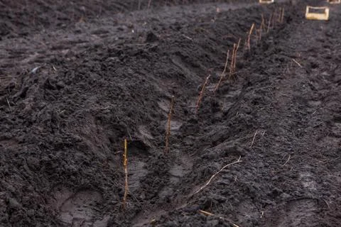 Rows of raspberry saplings planted on agriculture farm Foto stock