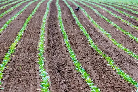 Rows of recently planted lettuce with bird Stock Photos