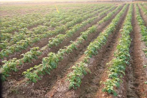Rows of recently sprouted potatoes growing in a field Stock Photos