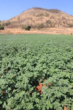Rows of recently sprouted potatoes growing in a field Stock Photos