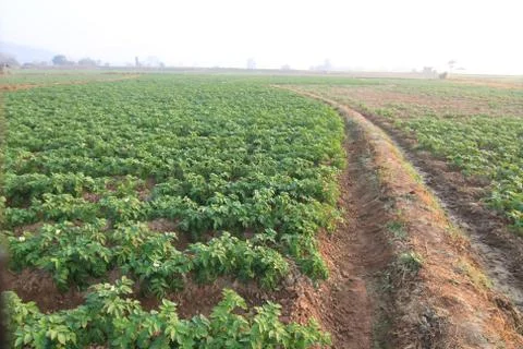 Rows of recently sprouted potatoes growing in a field Stock Photos