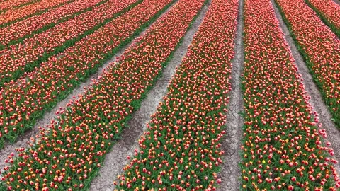 Rows of red and yellow tulips field. Stock Footage 307104922