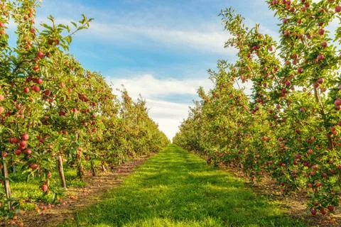 Rows of red apple trees Stock Photos