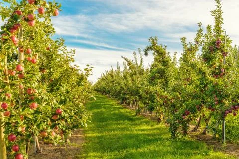 Rows of red apple trees Stock Photos
