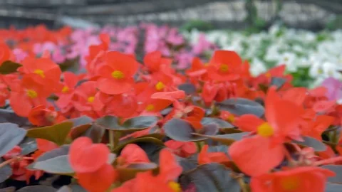 Rows of red begonia flowers in a huge greenhouse. 4K. Stock Footage 79167433