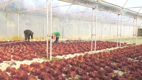 Rows of red lettuce plants in greenhouse Stock Footage 76286376