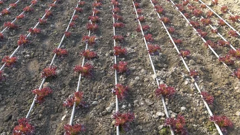 Rows of red lettuce plants in greenhouse Stock Footage 76375807