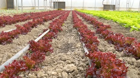 Rows of red lettuce plants in greenhouse Stock Footage 76593809