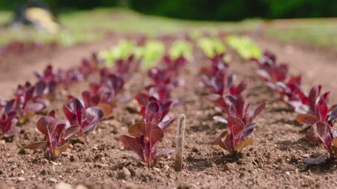 Rows of Red Lettuce Seedlings Stock Footage 312006216