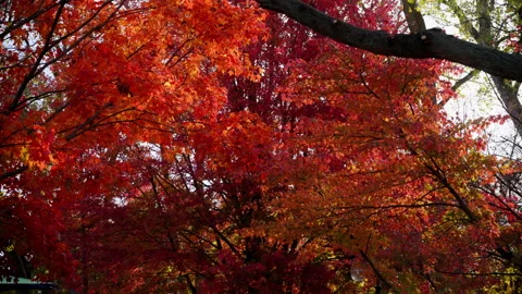 The rows of red maple trees with fallen leaf. Autumn time. Stock Footage 306416823