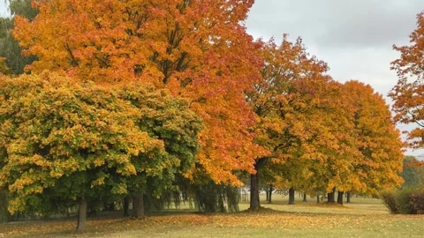 The rows of red maple trees with fallen leaf. Autumn time. Stock Footage 319342529