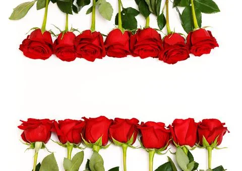 Rows of Red Roses Lined Up Along the Image Edge on White Stock Photos