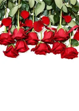 Rows of Red Roses Lined Up Along the Image Edge on White. Stock Photos