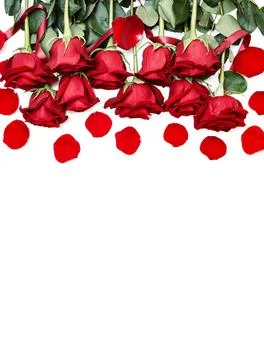 Rows of Red Roses Lined Up Along the Image Edge on White. Stock Photos
