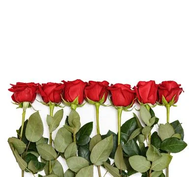 Rows of Red Roses Lined Up Along the Image Edge on White Stock Photos